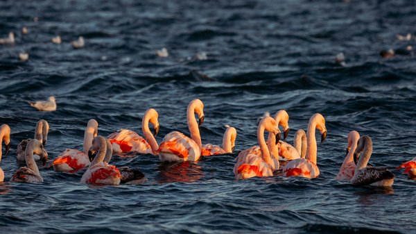 How can you enjoy a low-cost bird watching experience in the Norfolk Broads?